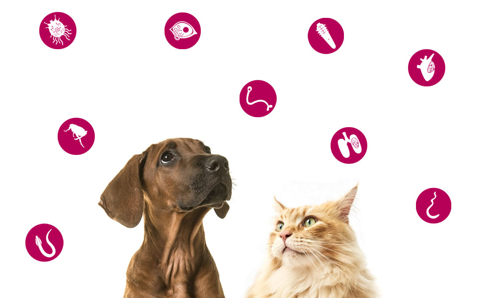 Imagen de 🐾 La importancia de la desparasitación en perros y gatos